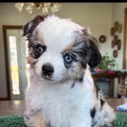 Sylvie - Toy Australian Shepherd