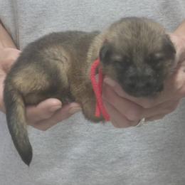 Girl 4 Red Yadah - Sable female German Shepherd puppy in Lake George, Colorado from High Country German Shepherds
