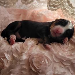 Liberty - Tri-color female Bernedoodle puppy in Warrior, Alabama from Elite Goldendoodles and Bernedoodles