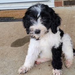 Labradoodles, Poodles, and Springerdoodles from Pawpaws Doodles