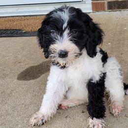 Labradoodles, Poodles, and Springerdoodles from Pawpaws Doodles