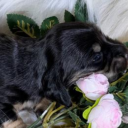 Martha - Black and cream female Dachshund puppy in Oregon from SoCo Dachshunds