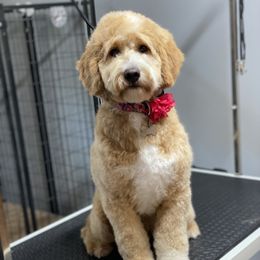 Maple - Goldendoodle