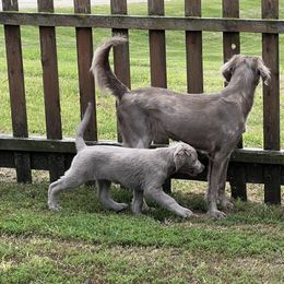 Long Haired Weimaraner puppies from Northern Bluegrass Weimaraners