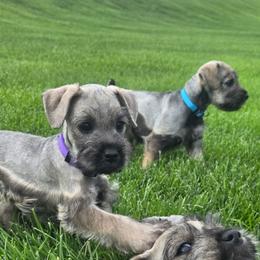 Nosara - Salt and pepper female Miniature Schnauzer puppy in West Jordan, Utah from Olympus Schnauzers