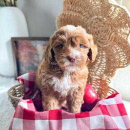 Pecan - Caramel female Australian Labradoodle puppy in Palmdale, California from Heavenly Doodles