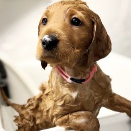 Goldendoodle, Labradoodle, Labrador Retriever, and Poodle Puppies from Katie K9