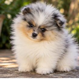 Valentina - Blue merle and tan tri female Pomeranian puppy in Grand Prairie, Texas from D’ Pomlovers