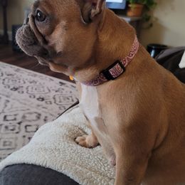 French Bulldogs from KD Farm