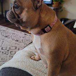 French Bulldogs from KD Farm