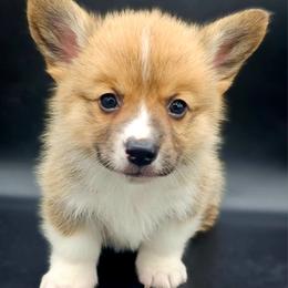 Baxter - Red male Pembroke Welsh Corgi puppy in Tomball, Texas from Larsen Loved Corgis