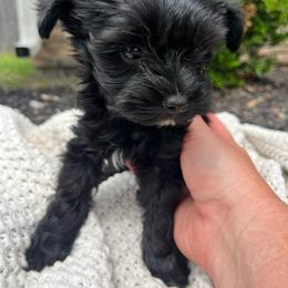 Diesel - CKC - Black and tan male Yorkshire Terrier puppy in Calhoun, Georgia from Peach State Yorkies
