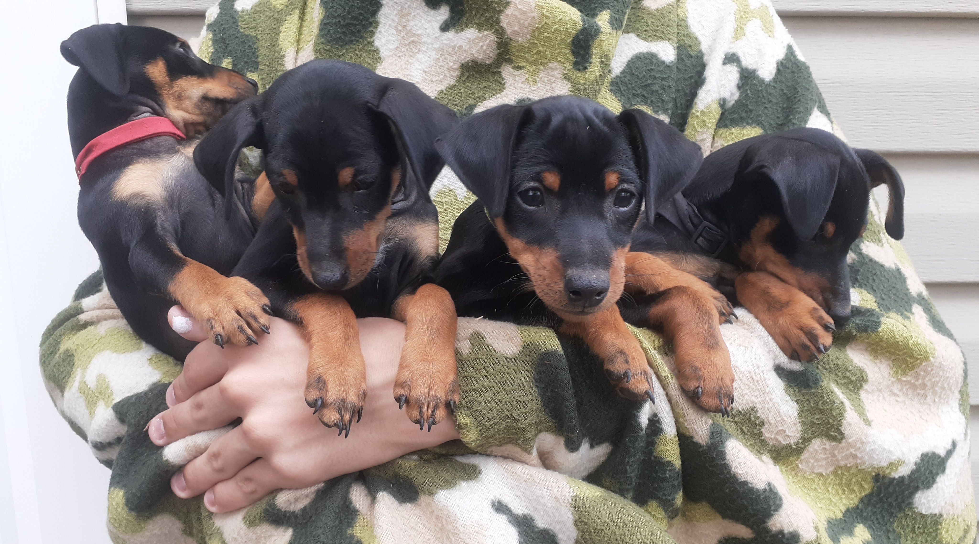 An armful of mini pinscher pups