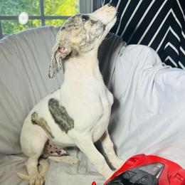 Aramis - White and red brindle male Whippet puppy in London, Kentucky from Tigger’s Whippets