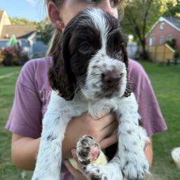 Cedar - Liver white and roan male English Springer Spaniel puppy in Newport News, Virginia from Sara's English Springer Spaniels (All Tails Kennel)