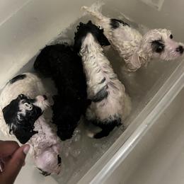 Poodle Puppies from Poodle Parade