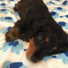 Dachshund Puppies from Weenie Wonders Hounds
