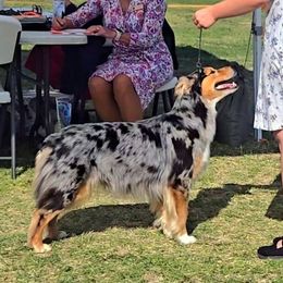 Milly - Australian Shepherd