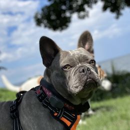 Baby Bella - French Bulldog