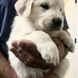 Golden Retriever Puppies from 24 KT GOLDEN’S