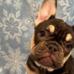 DJ - Tricolors French Bulldog puppy in Crystal Lake, Illinois from Breyer’s French Bulldogs