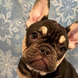 DJ - Tricolors French Bulldog puppy in Crystal Lake, Illinois from Breyer’s French Bulldogs