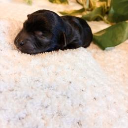 Peppermint Patty - Black female Havapoo puppy in Marquand, Missouri from Perfectly Playful Doodles
