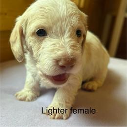 AKC wirehair Lighter chocolate based red piebald - Piebald female Dachshund puppy in Helenville, Wisconsin from Remarkable Doxies
