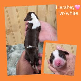 Hershey - Liver and white female English Springer Spaniel puppy in Freeland, Michigan from McNally's Springer Spaniels
