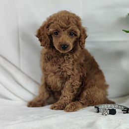 Coton de Tulear and Poodle Puppies from Legacy Pets