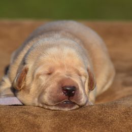 Lt Purple Collar - Yellow female Labrador Retriever puppy in Gober, Texas from Trigger Time Kennels