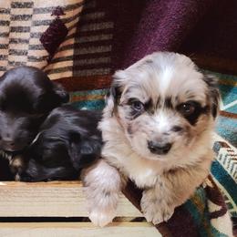 Australian Shepherds from Barn Raised Aussies