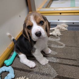 Blue - Black tan and white female Beagle puppy in Vallejo, California from Tailwindfarm