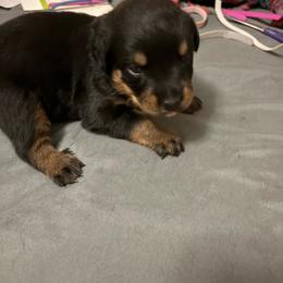 Orange girl - Black and mahogany female Rottweiler puppy in Colorado Springs, Colorado from Von Locher Rotties