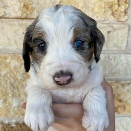 White collar - Merle female Bernedoodle puppy in Millsap, Texas from Gaston’s Posh Poodles and Doodles