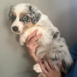 Phoenix - Blue merle male Australian Shepherd puppy in Weeki Wachee, Florida from Ace of Spades Australian Shepherds