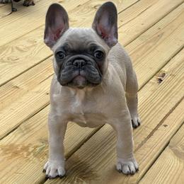 Faith - Blue fawn female French Bulldog puppy in Alabama from Southern Bulldogs