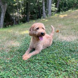Rosie - Red female Labradoodle puppy in Travelers Rest, South Carolina from Doodles of Love Labradoodles