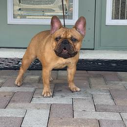 Peaches - French Bulldog