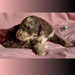 Flurry - Merle female Goldendoodle puppy in Sterling, Connecticut from Justine’s Retrievers and Doodles