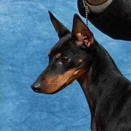 Lydia - Manchester Terrier