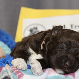 Lagotto Romagnolo Puppies from Royal and Loyal Lagotto Romagnolo