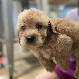Goldendoodle and Poodle Puppies from Still Waters Farm
