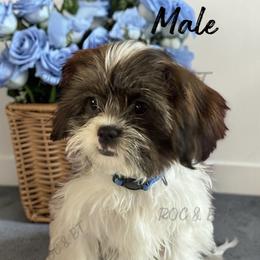 Trevor - Black gold and white male Cavatzu puppy in Oklahoma from Rocky Oak Cavaliers & Biewer Terriers LLC