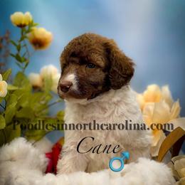 Cane - Parti male Poodle puppy in Greenville, North Carolina from Grace Poodles