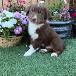 Boy 4 - Red tri-color male Australian Shepherd puppy in San Bernardino, California from Zermeno Ranch