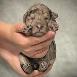 Molly - Merle female Assorted Doodle Crosses puppy in Kansas City, Missouri from Beary GoldenDoodles