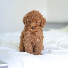 Luna - Red  female Poodle puppy in Fort Myers, Florida from Blossom Paws