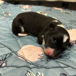 Border Collie and Golden Retriever Puppies from Sona Kennels