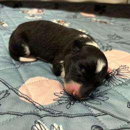 Border Collie and Golden Retriever Puppies from Sona Kennels